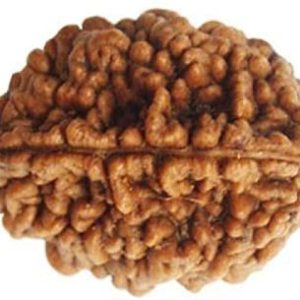 2face Rudraksha