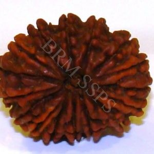 16 FACE RUDRAKSHA