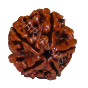 Rudraksha
