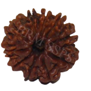 10 FACE RUDRAKSHA
